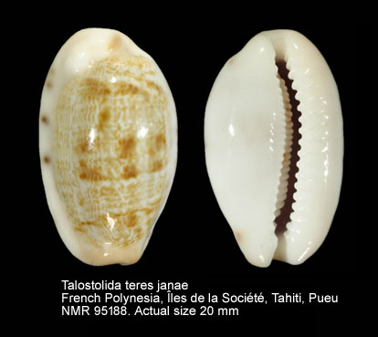 Talostolida teres janae.jpg - Talostolida teres janae (Lorenz,2002)